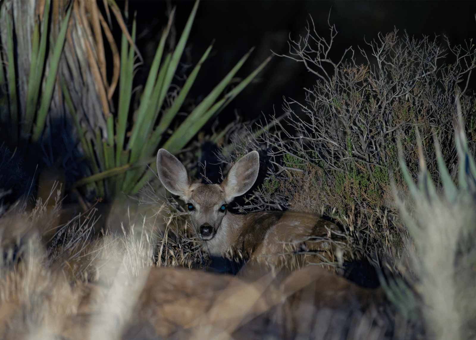 High Desert Expeditions — the desert at night