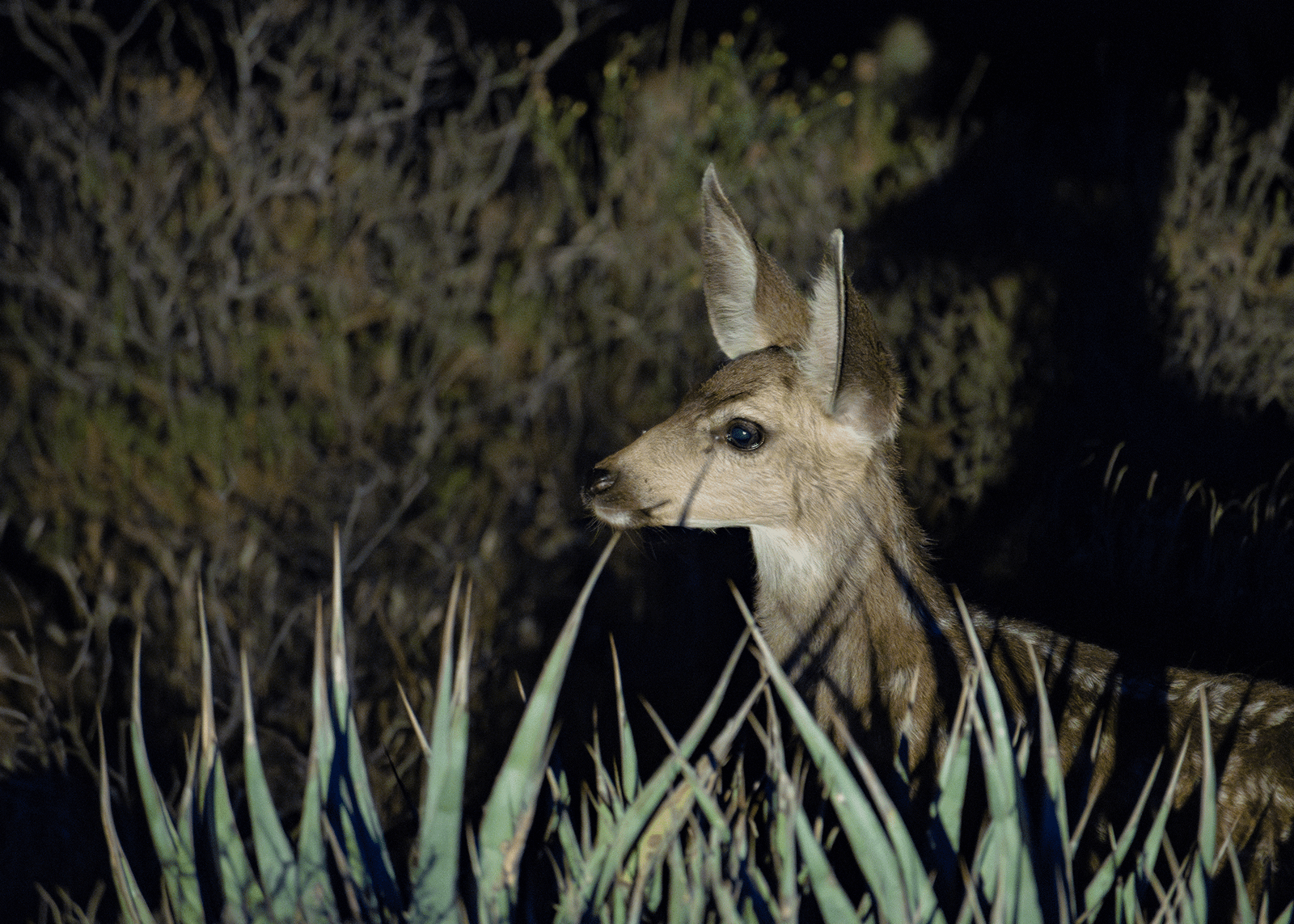 High Desert Expeditions — the desert at night
